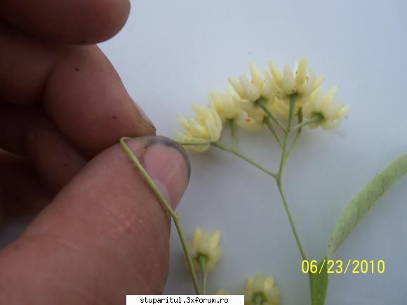 Teiul - nu va mai luatzi dupa miros...teiul miroase shi - BAZA MELIFERA - PLANTE , ARBUSTI , ARBORI