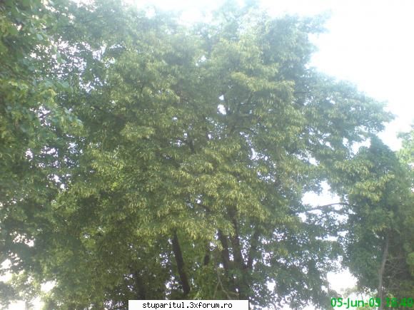 Teiul - incepe sa se dechida floarea - BAZA MELIFERA - PLANTE , ARBUSTI , ARBORI