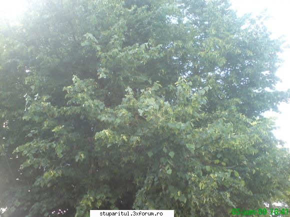 Teiul - mihaipop_55 - BAZA MELIFERA - PLANTE , ARBUSTI , ARBORI