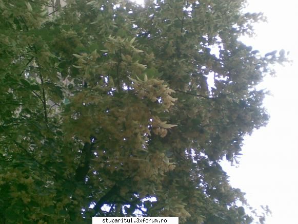 Teiul - pngflorin - BAZA MELIFERA - PLANTE , ARBUSTI , ARBORI