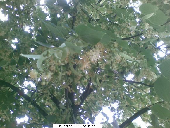 Teiul - pngflorin - BAZA MELIFERA - PLANTE , ARBUSTI , ARBORI