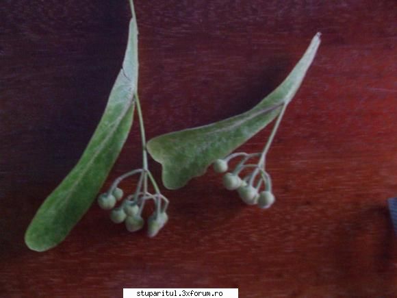 Teiul - Salutare dragi colegi situatia este in felul - BAZA MELIFERA - PLANTE , ARBUSTI , ARBORI