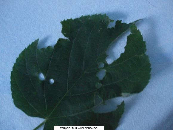 Teiul - si poza cu frunza - BAZA MELIFERA - PLANTE , ARBUSTI , ARBORI