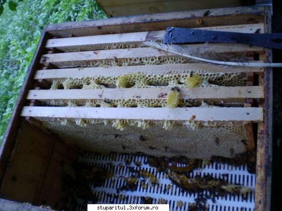 Teiul - Am facut si eu extractia la tei,cand serviciu - BAZA MELIFERA - PLANTE , ARBUSTI , ARBORI