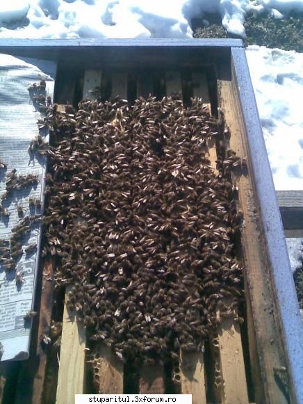 Ticleni 2009 (poze din prisaca) - gata pt servirea pranzului 1 kg de vital-api - POZE