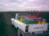 Transportul roilor sau familiilor prin curierat!!!!!!!!! - incap 8 si daca lasi oblon - INTRETINEREA ALBINELOR