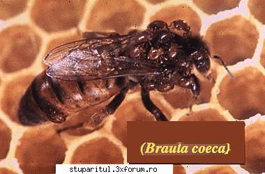 Tratament braula - poza nu-mi apartine, dar o dau pt recunoasterea - BOLI SI DAUNATORI - TRATAMENTE