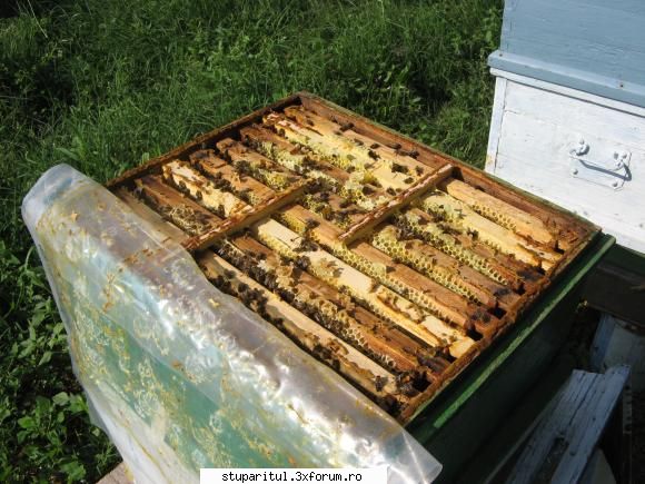 Tratament cu Varachet - Daca la mine s-a adresat intrebarea,da folia sta - BOLI SI DAUNATORI - TRATAMENTE