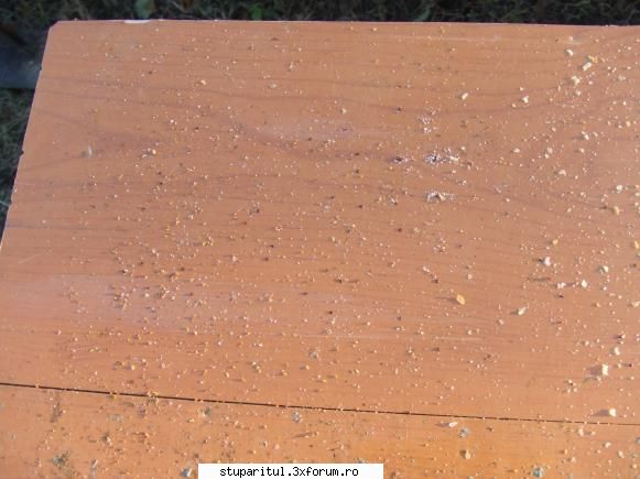 Tratament cu acid oxalic - la cateva zile dupa tratamentul cu acid oxalic - BOLI SI DAUNATORI - TRATAMENTE