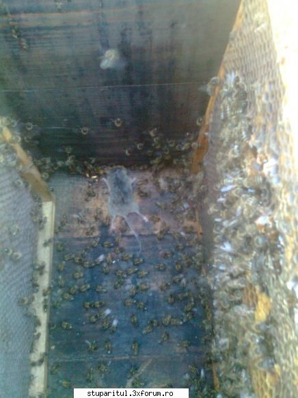 Tratament cu acid oxalic - Cu ocazia tratamentului, am vazut la urdinis la - BOLI SI DAUNATORI - TRATAMENTE