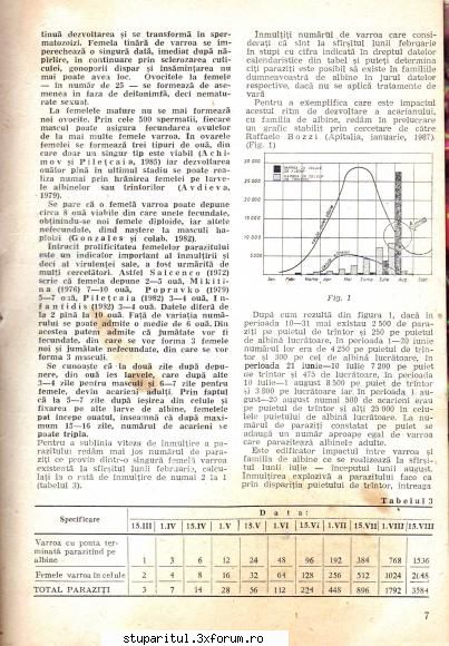 Tratament cu acid oxalic - gica - BOLI SI DAUNATORI - TRATAMENTE