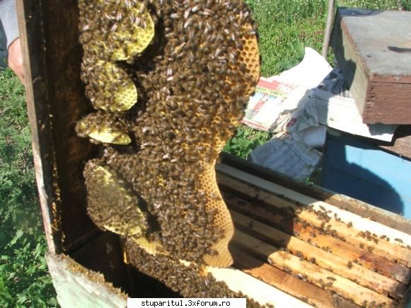 Tratament varooza - ECOSTOP - Pai exact asta am spus. Ca sa nu ramana vorbe - BOLI SI DAUNATORI - TRATAMENTE