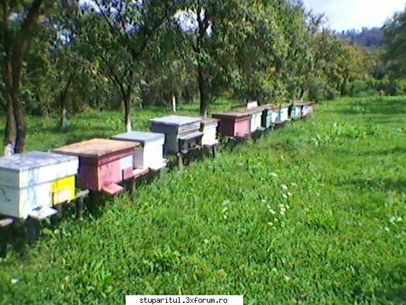 Turtele proteice-compozitie - anul trecut am oprit rame cu miere si pastura si - HRANIREA ARTIFICIALA