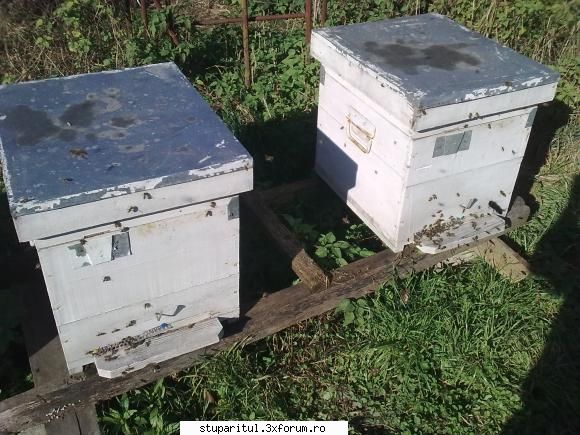 Un flagel Varroa Iacobsoni - mihai v - BOLI SI DAUNATORI - TRATAMENTE