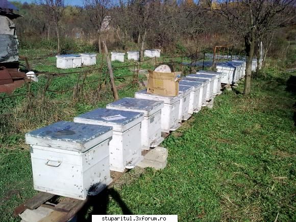 Un flagel Varroa Iacobsoni - mihai v - BOLI SI DAUNATORI - TRATAMENTE