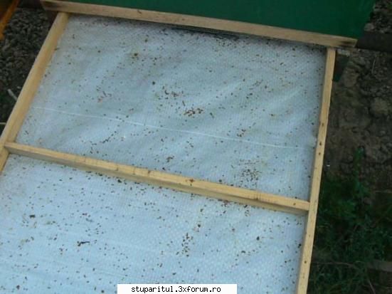 Un flagel Varroa Iacobsoni - Sunt total de acord cu tine. Si eu banuiesc ca - BOLI SI DAUNATORI - TRATAMENTE