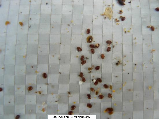 Un flagel Varroa Iacobsoni - doruu - BOLI SI DAUNATORI - TRATAMENTE