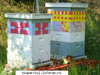Un hoby frumos - skypi_0040 - POZE
