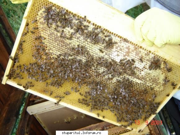 Un sfat va rog - Si cateva poze de la ultima vizita - PAGINA APICULTORULUI INCEPATOR