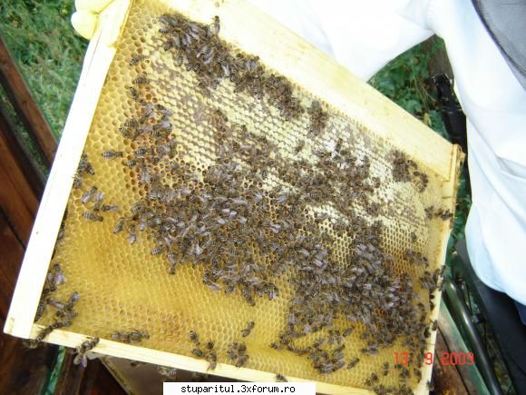 Un sfat va rog - igi - PAGINA APICULTORULUI INCEPATOR