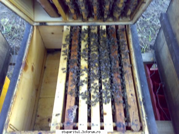Utilaje tamplarie lemn - Da' nu facu-si niste poze ??? -Da' di ce ?? !! - ECHIPAMENTE SI UTILAJE APICOLE