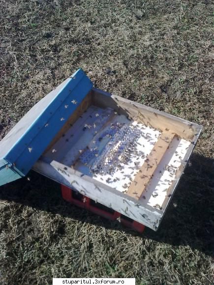 Utilizarea laptelui praf - sorinmob - HRANIREA ARTIFICIALA