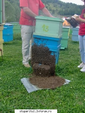 Vara in stupina - Apropo de căldură şi bărbi! - POZE