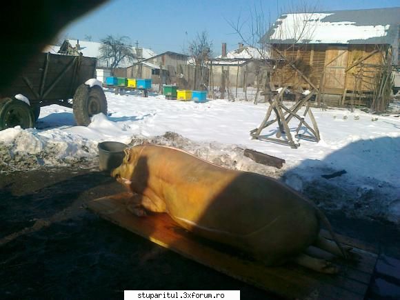Vremea - La-ntoarcere de la stupi am trecut pana la - INTRETINEREA ALBINELOR