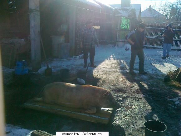 Vremea - Si totusi am gasit si urechile langa un sprit de - INTRETINEREA ALBINELOR