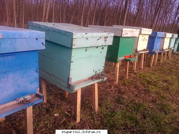 Vremea - Azi si la noi pe malul Dunarii a fost un timp - INTRETINEREA ALBINELOR