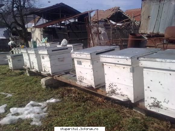 Vremea - SI IN MORENI D-TA 14 GRADE. pus turte si partea - INTRETINEREA ALBINELOR