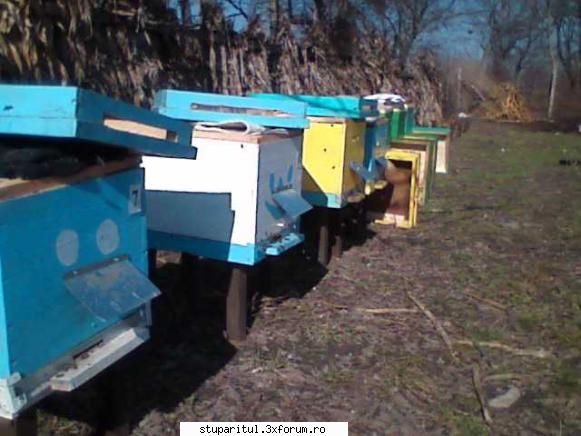 Vremea - Şi la mine a fost frumos astăzi, de - INTRETINEREA ALBINELOR