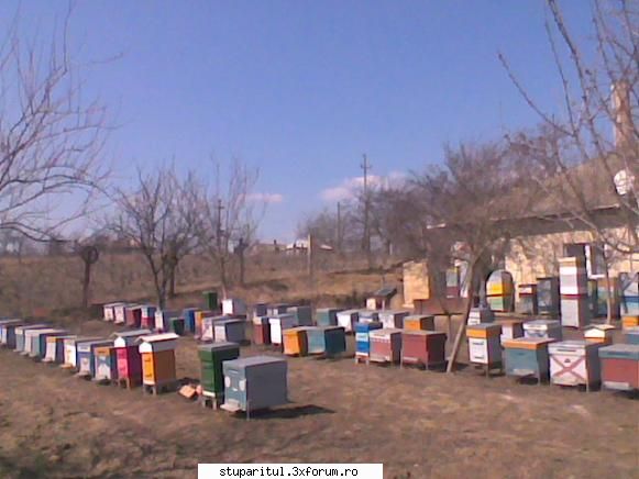 Warre cu leat fara rama - Se pot numara mai multi Warre in stupina.Nu - INTRETINEREA ALBINELOR