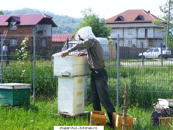 Warre cu leat fara rama - Salutari! M-am hotarat sa merg si eu tot pe - INTRETINEREA ALBINELOR