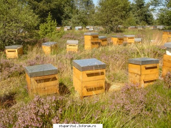 Warre cu leat fara rama - Un Warre adaptat pentru pastoral, in Franta - INTRETINEREA ALBINELOR