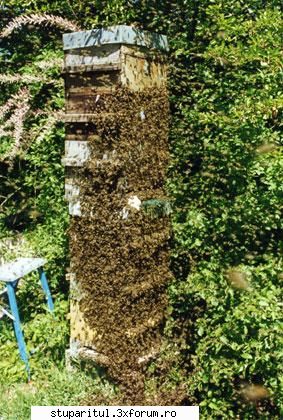 Warre cu leat fara rama - Ia sa vedem, stupul asta o fi ceva de capul lui? - INTRETINEREA ALBINELOR