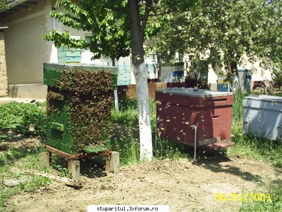 Warre cu leat fara rama - O alta familie.Asa arata imediat dupa - INTRETINEREA ALBINELOR