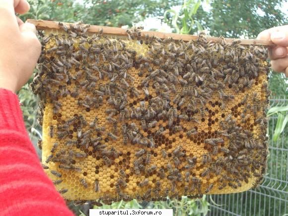 Warre cu leat fara rama - stupina este intr-o zona fara culesuri - INTRETINEREA ALBINELOR