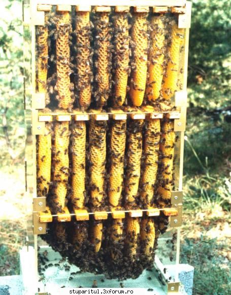Warre cu leat fara rama - Este ceva munca. Si totul este natural - INTRETINEREA ALBINELOR