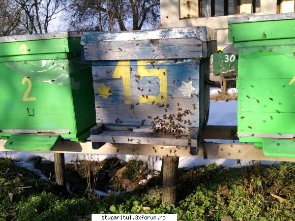 Zbor de Curatire - pescaru - INTRETINEREA ALBINELOR