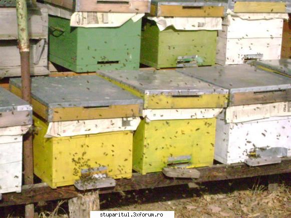Zbor de Curatire - parca mai e ceva albina - INTRETINEREA ALBINELOR