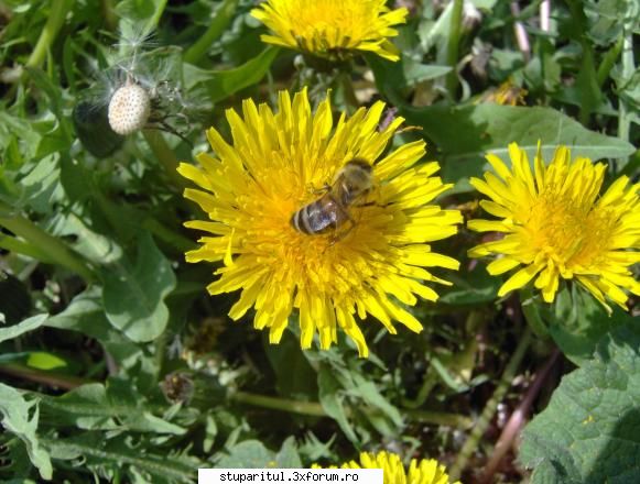 Zbor de Curatire - pt pngflorin -ambele turtite le voi pune simultan - INTRETINEREA ALBINELOR