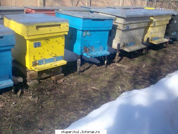Zbor de Curatire - LittleBee - INTRETINEREA ALBINELOR
