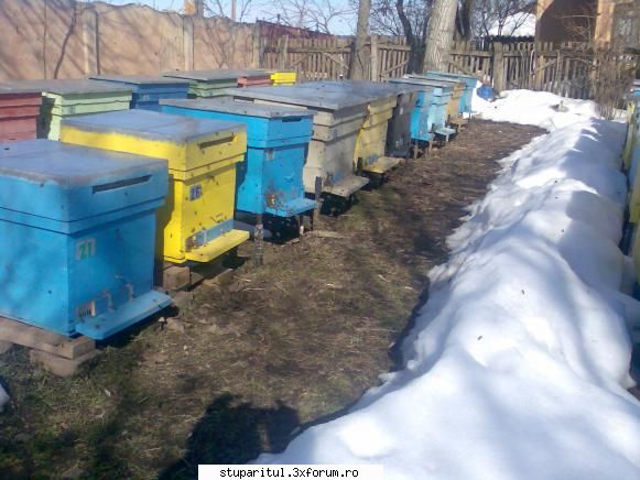 Zbor de Curatire - LittleBee - INTRETINEREA ALBINELOR