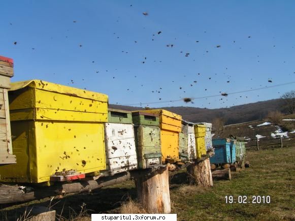 Zbor de Curatire - tot ieri, nu aduc polen caci pana de curand era - INTRETINEREA ALBINELOR