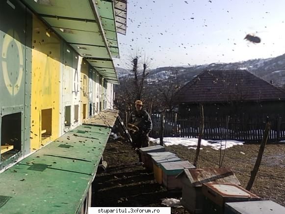 Zbor de Curatire - superba zi astazi un zbor de curatire in toata - INTRETINEREA ALBINELOR