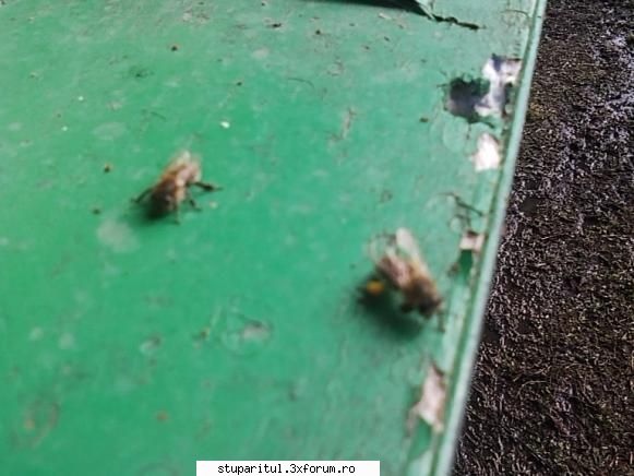 Zbor de Curatire - gusoiu_gigi - INTRETINEREA ALBINELOR