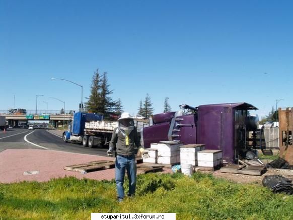 accident cu albine in america - cipy - POZE