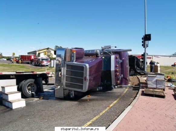 accident cu albine in america - cipy - POZE