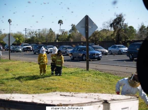 accident cu albine in america - cipy - POZE